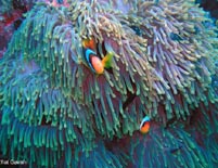 Photo: E. Gavish; click for larger picture